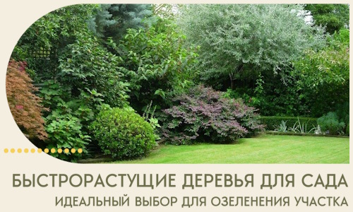 Быстрорастущие деревья для сада идеальный выбор в Ставрополе