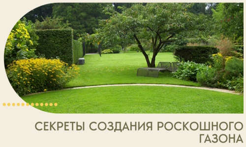 Секреты создания роскошного газона в Ставрополе